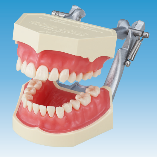 複製模型歯着脱顎模型 [PE-ANA010(I2D-400C)]