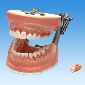 歯周病学基礎実習用顎模型(歯槽歯肉クリアピンク色・D咬合器つき) [PER1032-UL-SCP-DM-28]