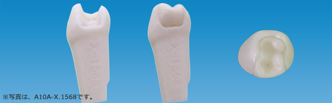 歯冠補綴物付模型歯[A10AN-X.1685-#36]