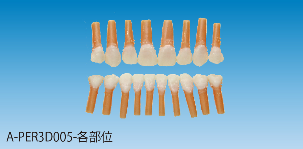 交換用標準模型歯 [A-PER3D005-各部位]