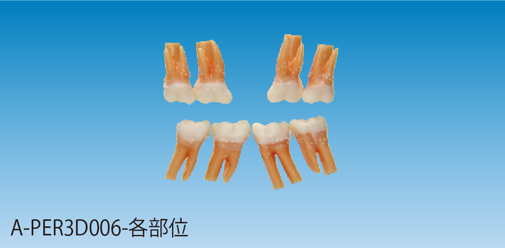 交換用標準模型歯 [A-PER3D006-各部位]