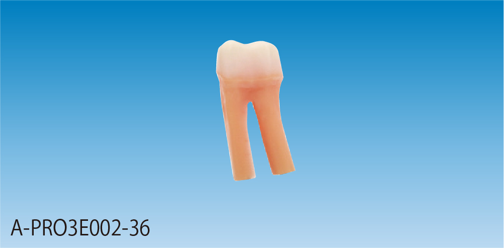 セパレーション用模型歯 [A-PRO3E002-36]