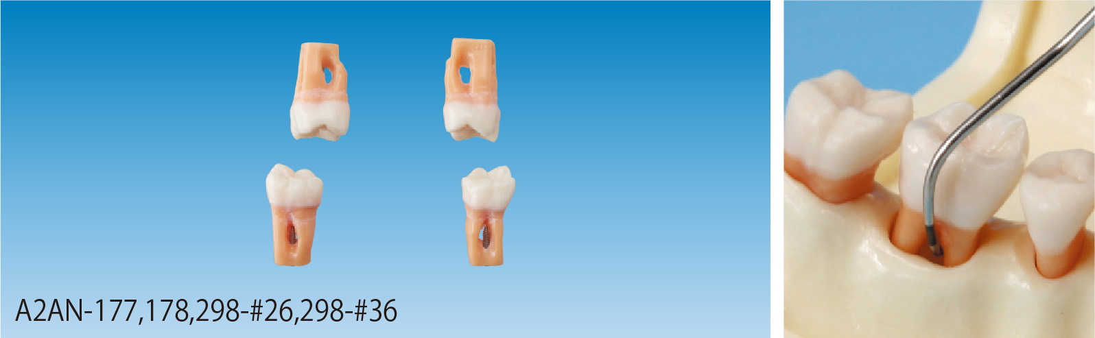 SRP実習用根分岐模型歯 [A2AN-177,178,298-#26,#36]