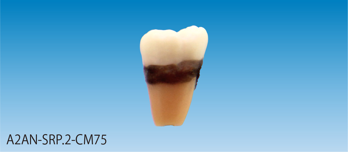 標準実習用模型歯 [A2AN-SRP.2-CM75]