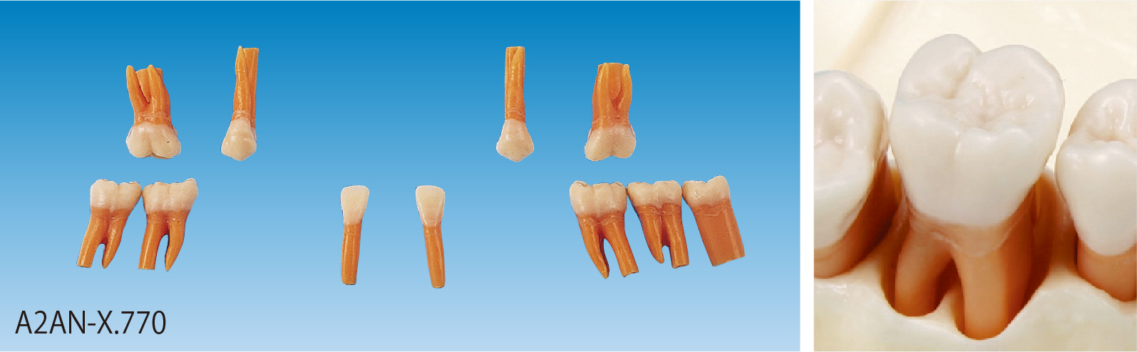解剖学的根分岐模型歯 [A2AN-X.770]