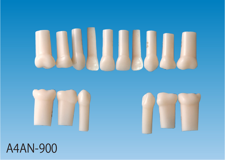 標準実習用模型歯 乳歯 [A4AN-900]