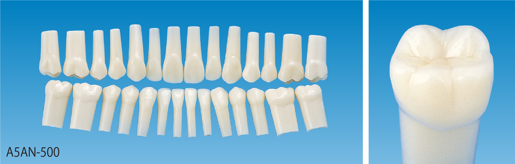 標準実習用模型歯 [A5AN-500]