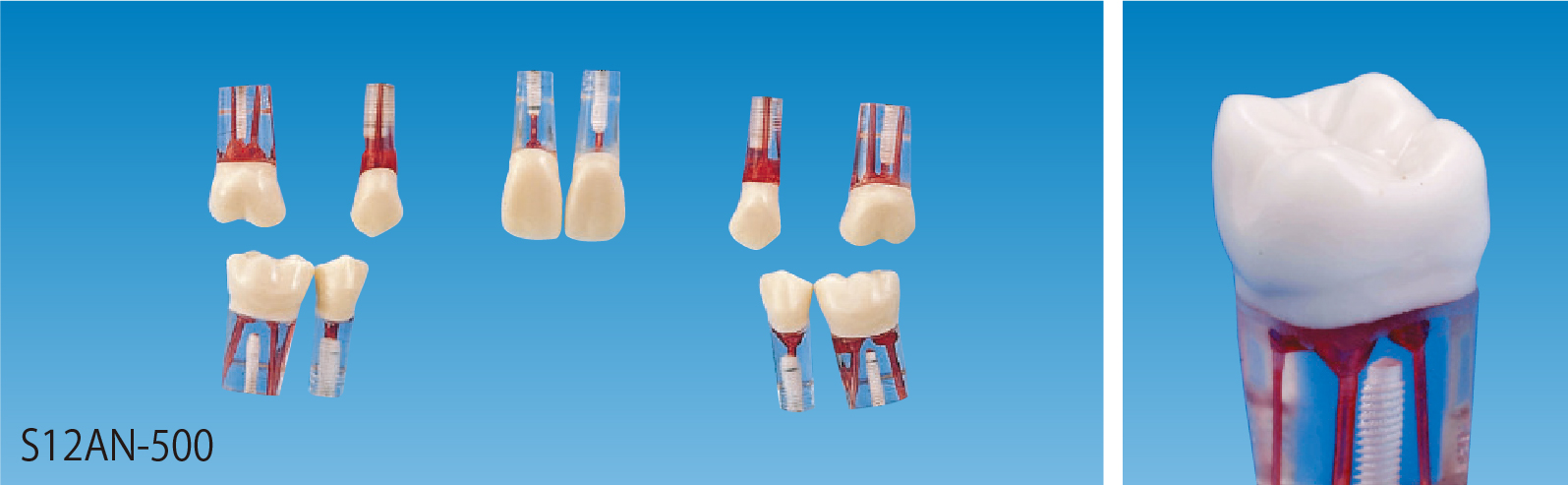 歯内療法実習用模型歯 [S12AN-500]