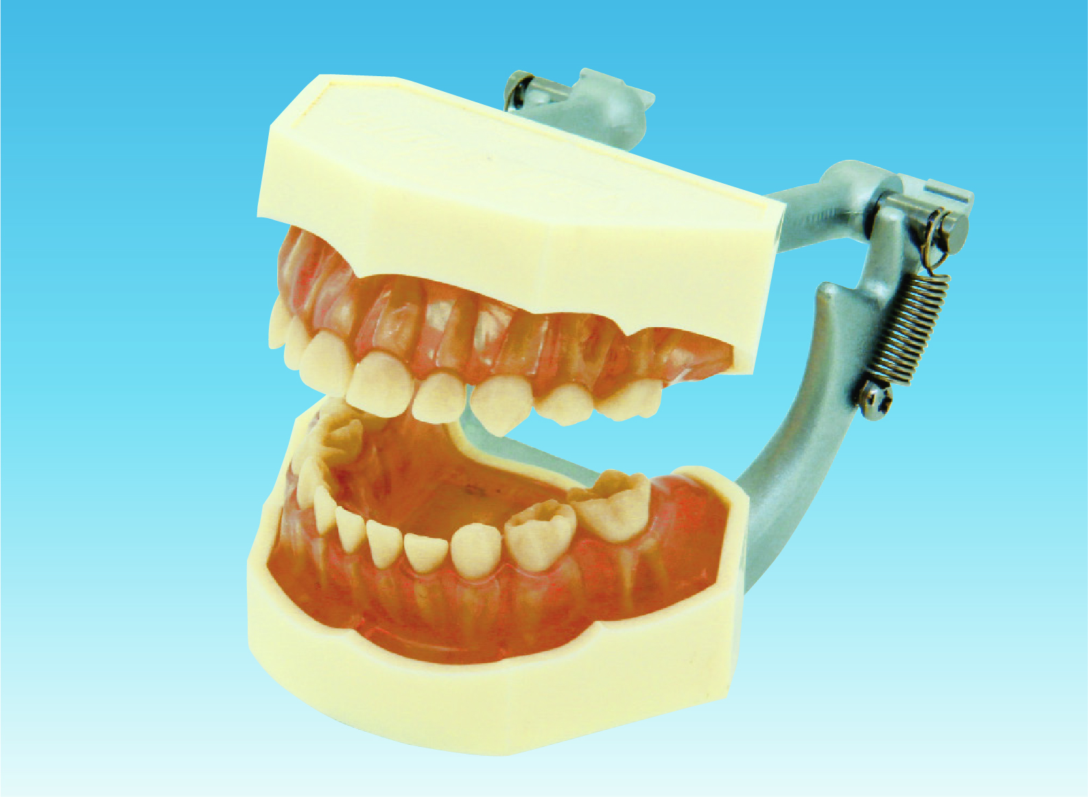 複製模型歯着脱顎模型(乳歯列) [PE-ANA003(I31D-400D)]
