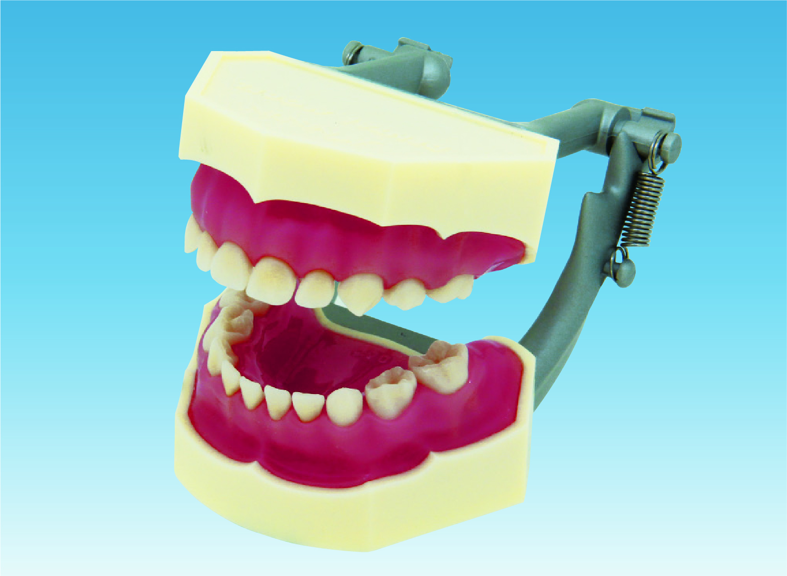 複製模型歯着脱顎模型(乳歯列) [PE-ANA004(I3D-400D)]